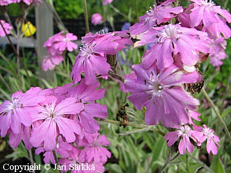 Jupiterinkukka, Lychnis flos-jovis